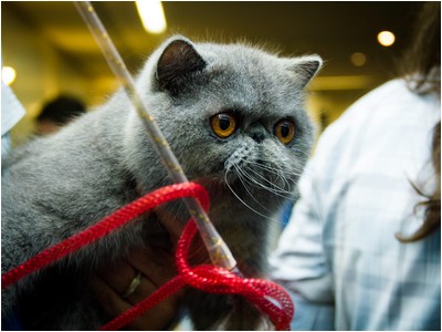 Persa - ES* Principe Yoda De Sierra Segura - Foto 04