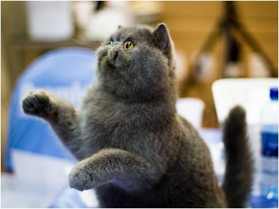 Persa - ES* Principe Yoda De Sierra Segura - Foto 06