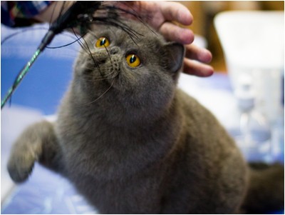 Persa - ES* Principe Yoda De Sierra Segura - Foto 07