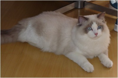 Ragdoll - BR* Chrisper Sir Galahad