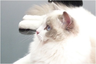 Ragdoll - BR* Chrisper Sir Galahad - Foto 03