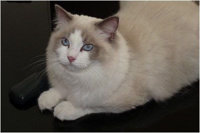 Ragdoll - BR* Chrisper Sir Galahad - Foto 04