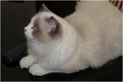 Ragdoll - BR* Chrisper Sir Galahad - Foto 05