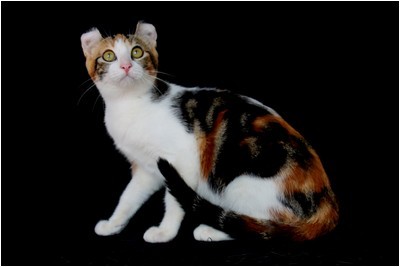 American Curl - BR* Aruak Curl Candy