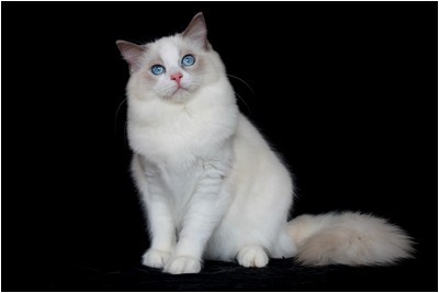 Ragdoll - BR* Aruak Rag Jasmine