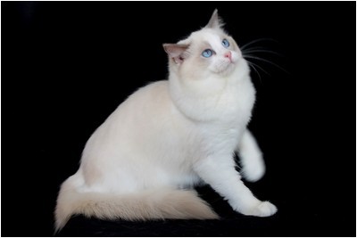 Ragdoll - BR* Aruak Rag Jasmine - Foto 02