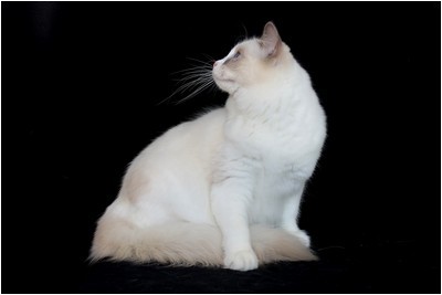 Ragdoll - BR* Aruak Rag Jasmine - Foto 03