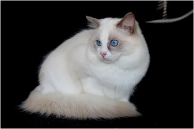 Ragdoll - BR* Aruak Rag Jasmine - Foto 04