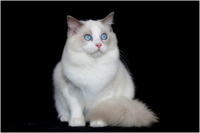 Ragdoll - BR* Aruak Rag Jasmine - Foto 07