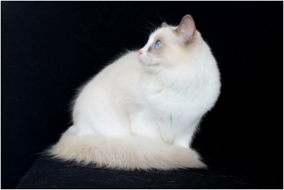 Ragdoll - BR* Aruak Rag Jasmine - Foto 08