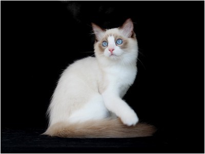 Ragdoll - BR* Aruak Rag Trinity