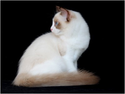 Ragdoll - BR* Aruak Rag Trinity - Foto 03