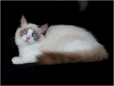 Ragdoll - BR* Aruak Rag Trinity - Foto 05
