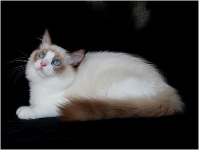 Ragdoll - BR* Aruak Rag Trinity - Foto 06
