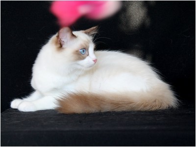 Ragdoll - BR* Aruak Rag Trinity - Foto 07