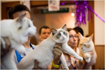 Ragdoll - BR* Aruak Rag Trinity - Foto 08