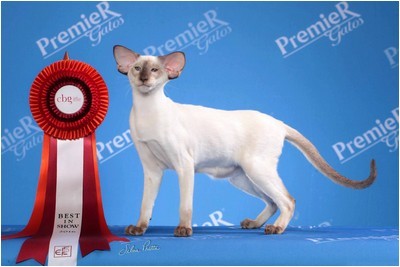 Siames - BR* Aruak Sia Lexi, JW - Foto 02