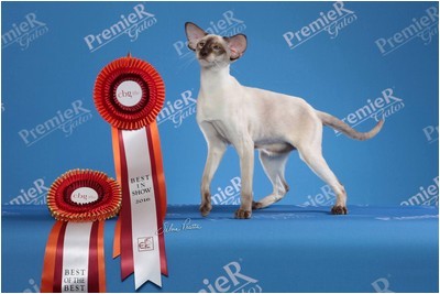 Siames - BR* Aruak Sia Lexi, JW - Foto 03