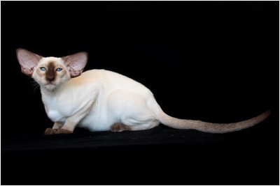 Siames - BR* Aruak Sia Lexi, JW - Foto 05