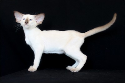 Siames - BR* Aruak Sia Lexi, JW - Foto 08