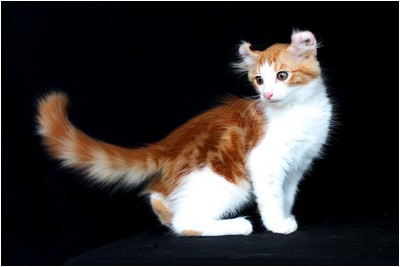 American Curl - BR* Aruak Curl Rhianna
