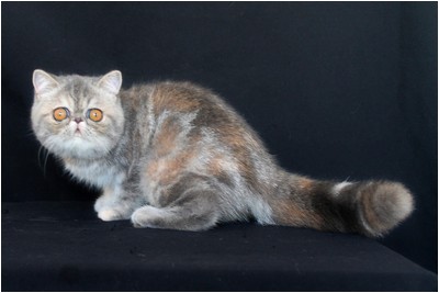 Persa - BR* Aruak ZOT Farfalla - Foto 02