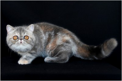 Persa - BR* Aruak ZOT Farfalla - Foto 03