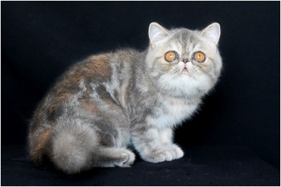 Persa - BR* Aruak ZOT Farfalla - Foto 04