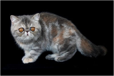 Persa - BR* Aruak ZOT Farfalla - Foto 05