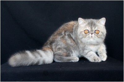 Persa - BR* Aruak ZOT Farfalla - Foto 06