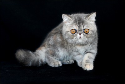 Persa - BR* Aruak ZOT Farfalla - Foto 07