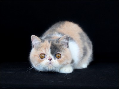 Persa - BR* Aruak Zot Margareth - Foto 04