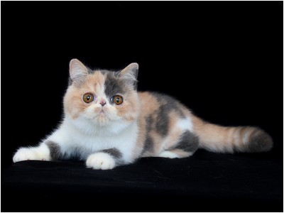 Persa - BR* Aruak Zot Margareth - Foto 05