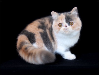 Persa - BR* Aruak Zot Margareth - Foto 06