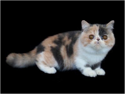 Persa - BR* Aruak Zot Margareth - Foto 07