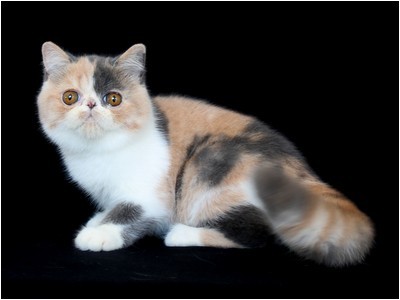 Persa - BR* Aruak Zot Margareth - Foto 08