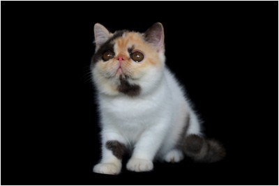 Persa - BR*Aruak Zot Delli - Foto 02