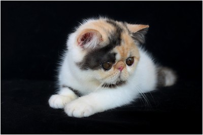 Persa - BR*Aruak Zot Delli - Foto 03