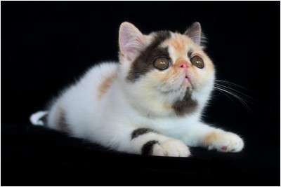 Persa - BR*Aruak Zot Delli - Foto 04