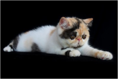 Persa - BR*Aruak Zot Delli - Foto 06