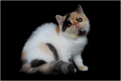 Persa - BR*Aruak Zot Delli - Foto 07