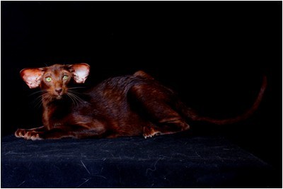 Siames - BR* Aruak Sia Hope - Foto 02