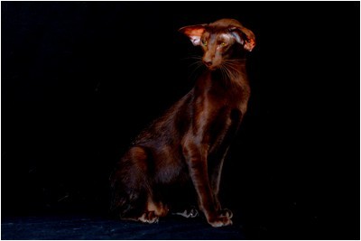 Siames - BR* Aruak Sia Hope - Foto 03