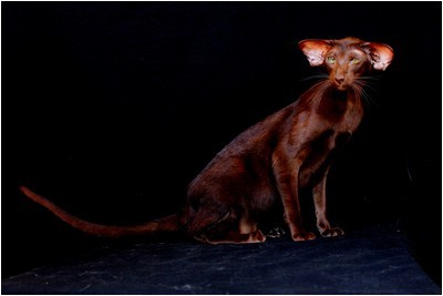 Siames - BR* Aruak Sia Hope - Foto 04