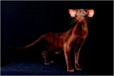 Siames - BR* Aruak Sia Hope - Foto 06