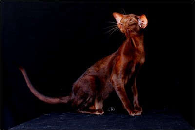 Siames - BR* Aruak Sia Hope - Foto 07