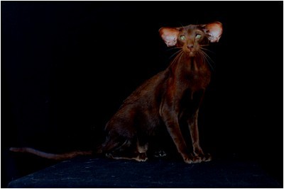 Siames - BR* Aruak Sia Hope - Foto 08