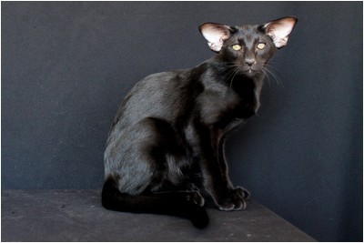 Siames - AT* Emeraldo Fantomas  - Foto 03