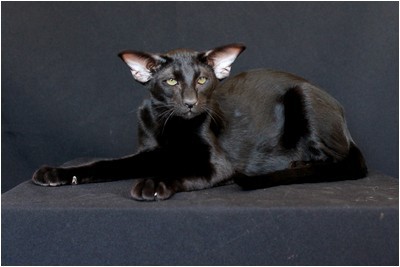 Siames - AT* Emeraldo Fantomas  - Foto 04