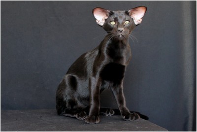 Siames - AT* Emeraldo Fantomas  - Foto 05